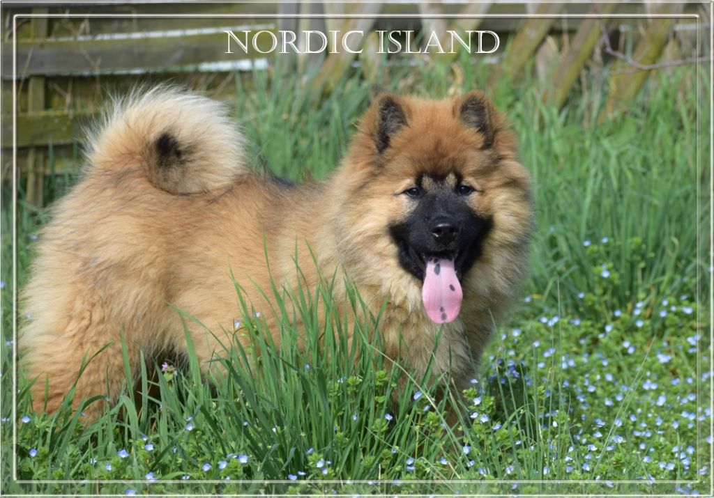 of Nordic Island - Chiot disponible  - Eurasier