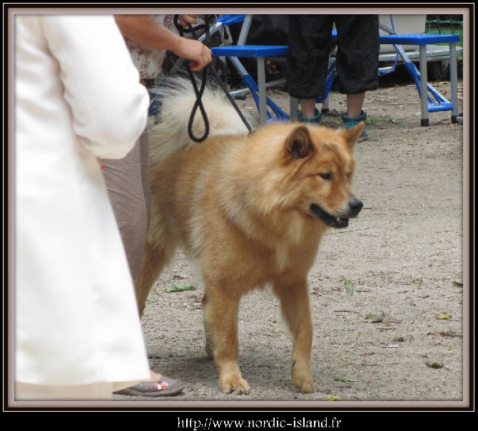 of Nordic Island - Expo du Puy En Velay - 27/07/14