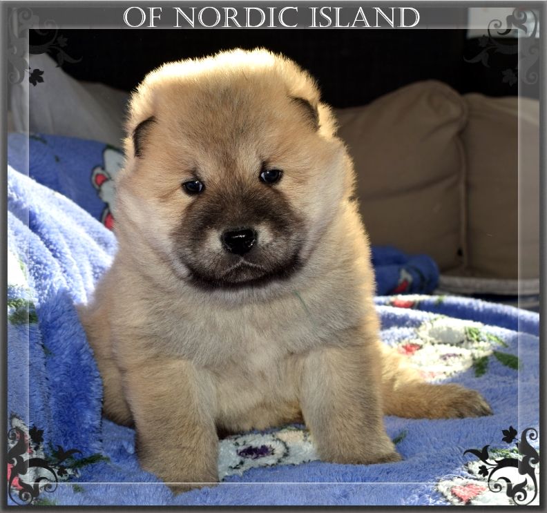 of Nordic Island - Chiot disponible  - Eurasier