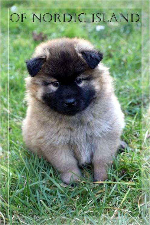 of Nordic Island - Chiot disponible  - Eurasier