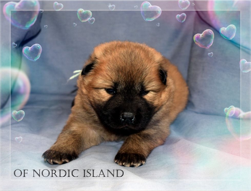 of Nordic Island - Chiot disponible  - Eurasier