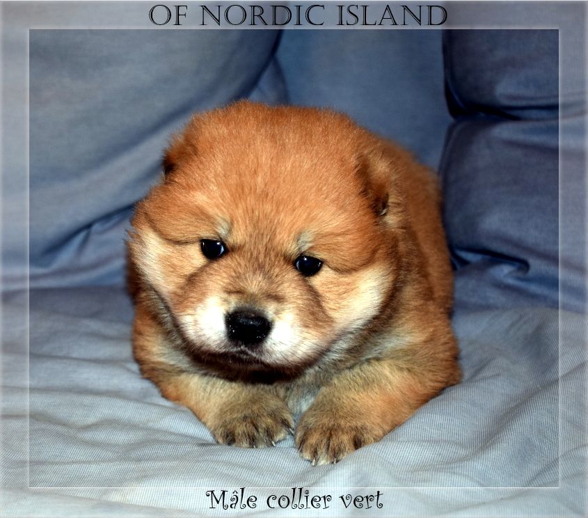 of Nordic Island - Chiot disponible  - Eurasier