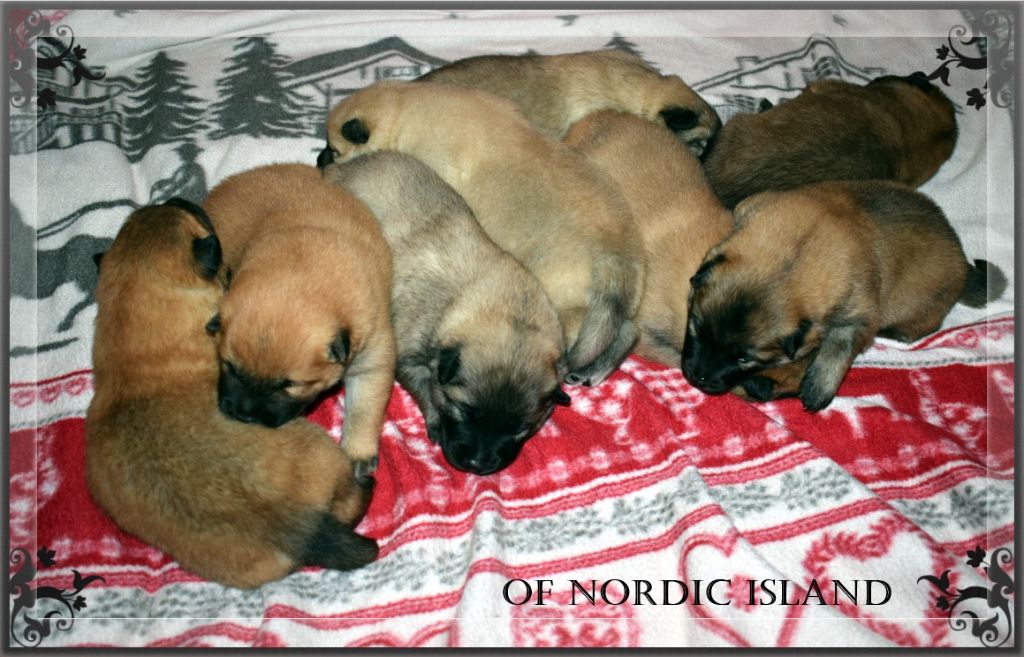 chiot Eurasier of Nordic Island