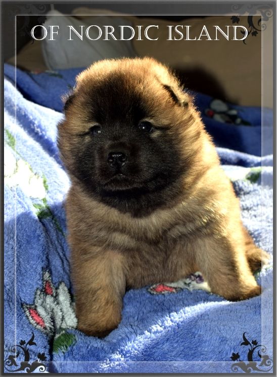 of Nordic Island - Chiot disponible  - Eurasier