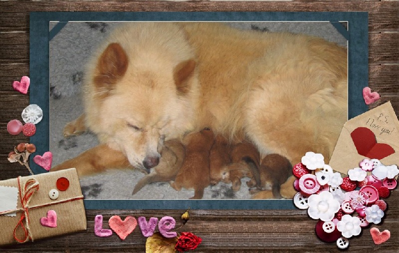 chiot Eurasier of Nordic Island