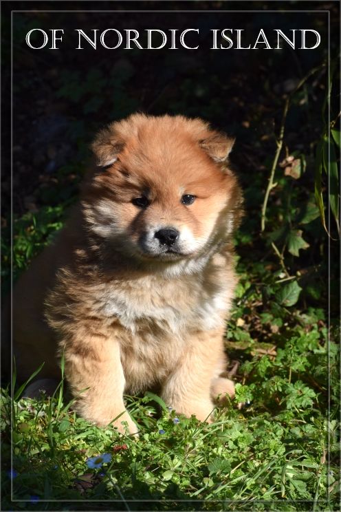 of Nordic Island - Chiot disponible  - Eurasier