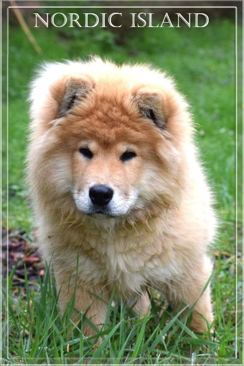 of Nordic Island - Chiot disponible  - Eurasier