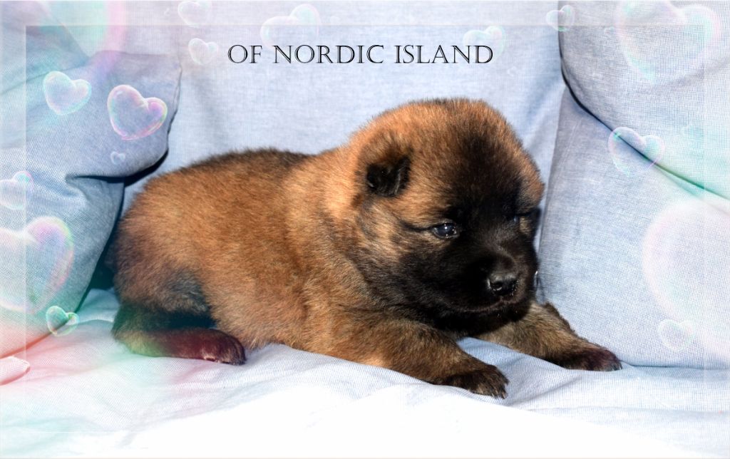 of Nordic Island - Chiot disponible  - Eurasier