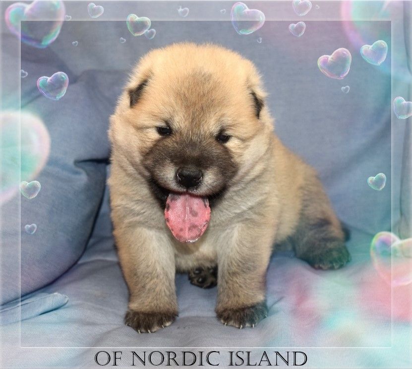 of Nordic Island - Chiot disponible  - Eurasier