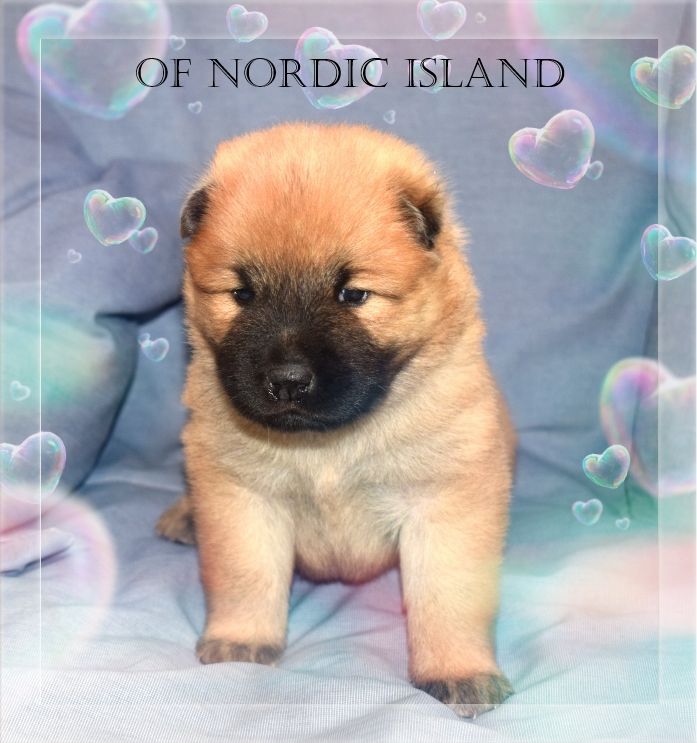 of Nordic Island - Chiot disponible  - Eurasier