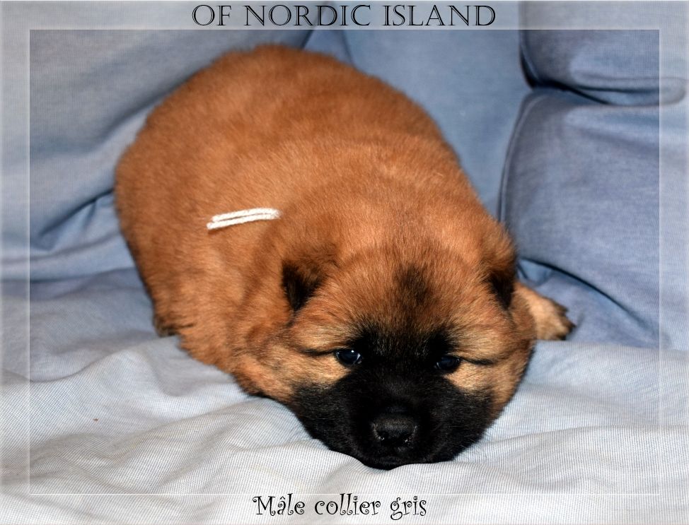 of Nordic Island - Chiot disponible  - Eurasier