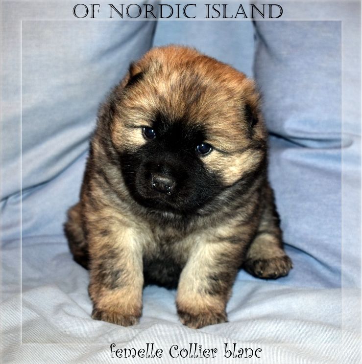 of Nordic Island - Chiot disponible  - Eurasier