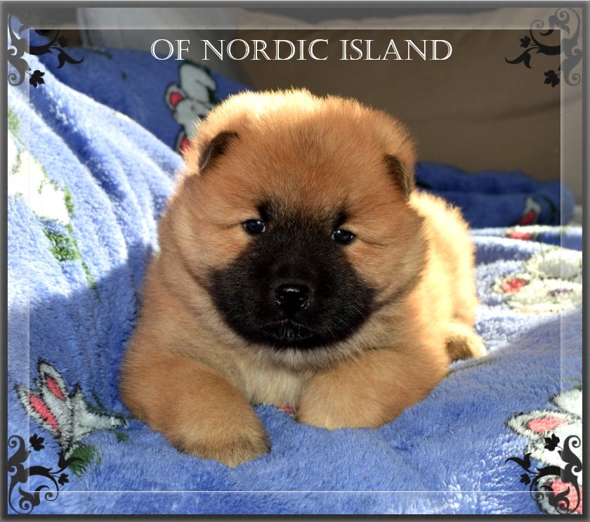 of Nordic Island - Chiot disponible  - Eurasier