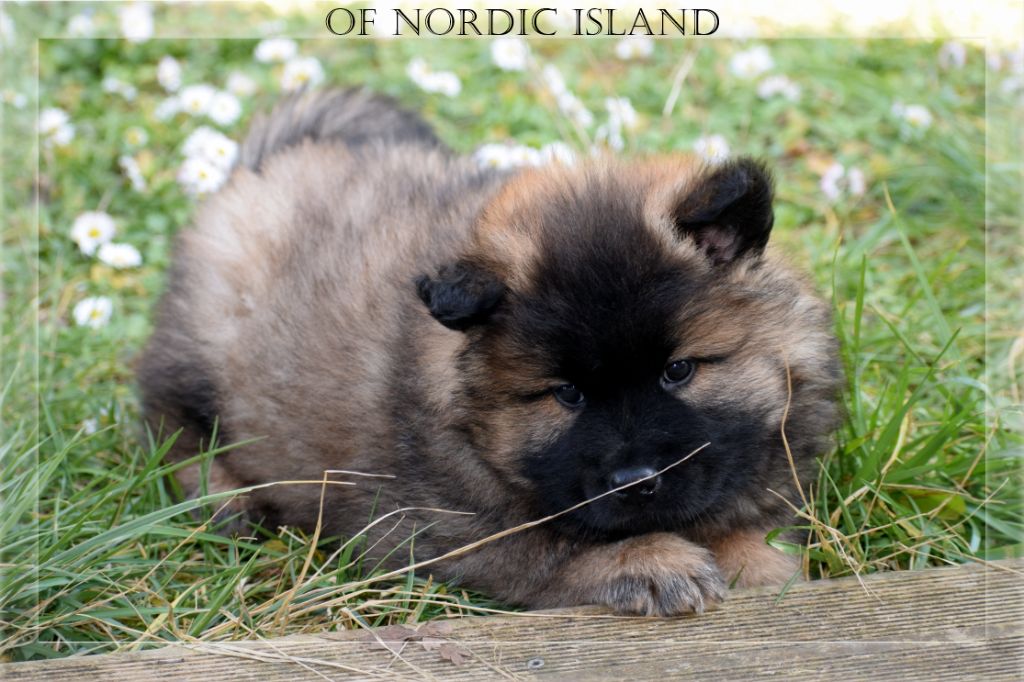 of Nordic Island - Chiot disponible  - Eurasier