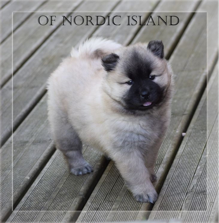 of Nordic Island - Chiot disponible  - Eurasier