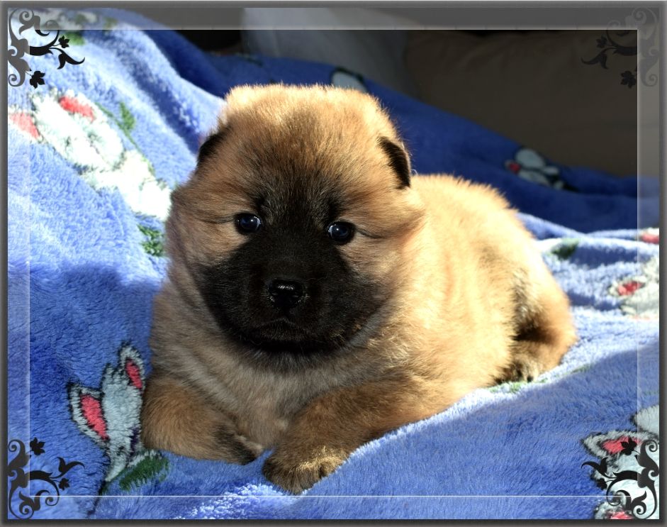 of Nordic Island - Chiot disponible  - Eurasier