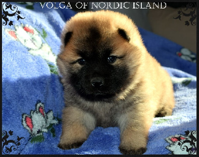 Volga Indiana Of Nordic Island