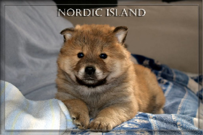 of Nordic Island - Eurasier - Portée née le 26/10/2023