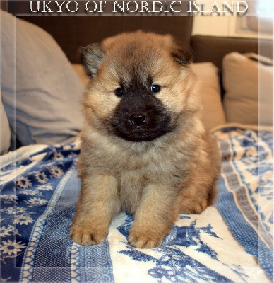 Ukyo Of Nordic Island