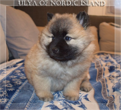 Ulya Of Nordic Island