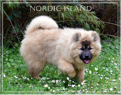 of Nordic Island - Eurasier - Portée née le 26/10/2023