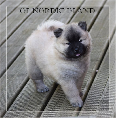 of Nordic Island - Eurasier - Portée née le 01/06/2024