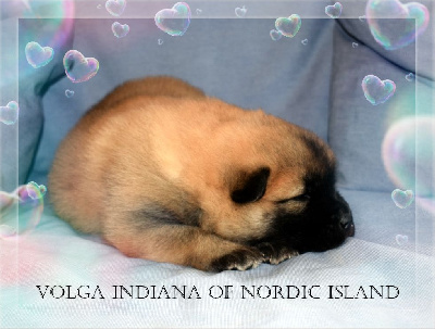 Volga Indiana Of Nordic Island