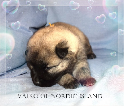 Vaïko Of Nordic Island