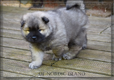 Vasco Of Nordic Island