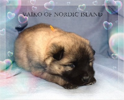 Vaïko Of Nordic Island