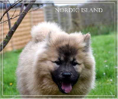 Ummie Of Nordic Island