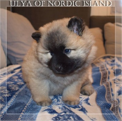 Ulya Of Nordic Island