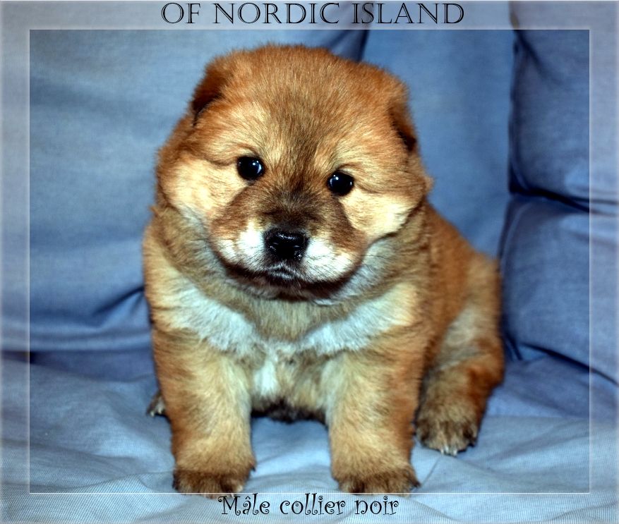 of Nordic Island - Chiot disponible  - Eurasier