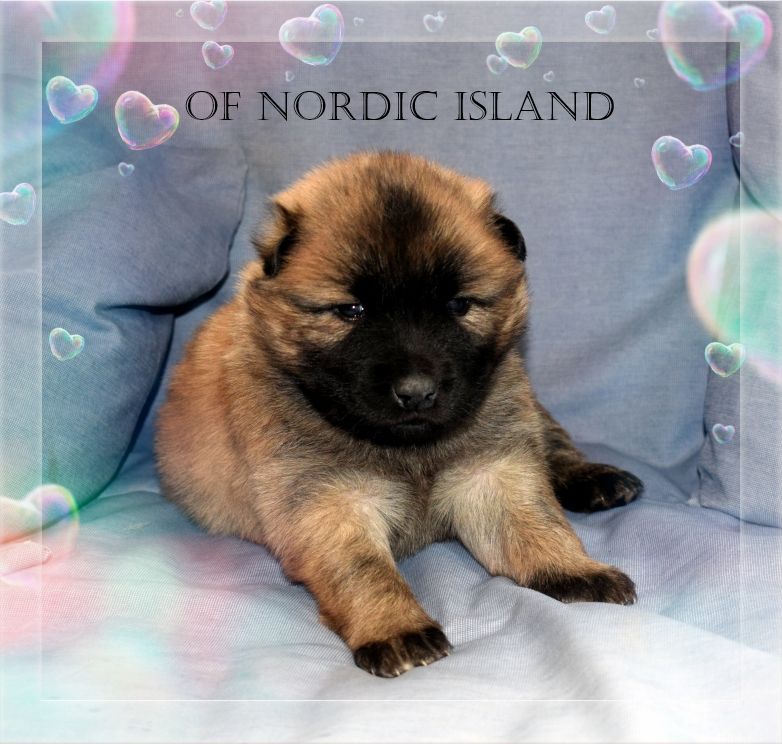 of Nordic Island - Chiot disponible  - Eurasier