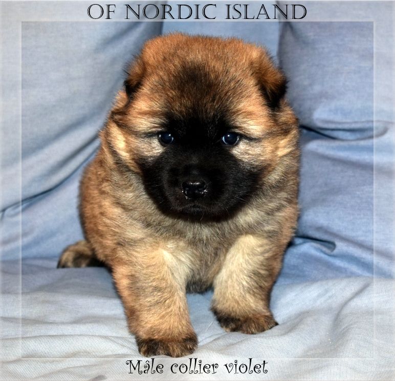 of Nordic Island - Chiot disponible  - Eurasier