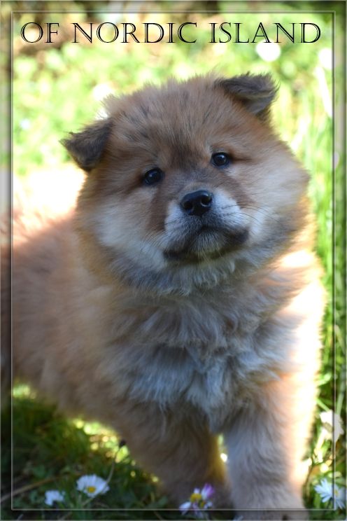 of Nordic Island - Chiot disponible  - Eurasier