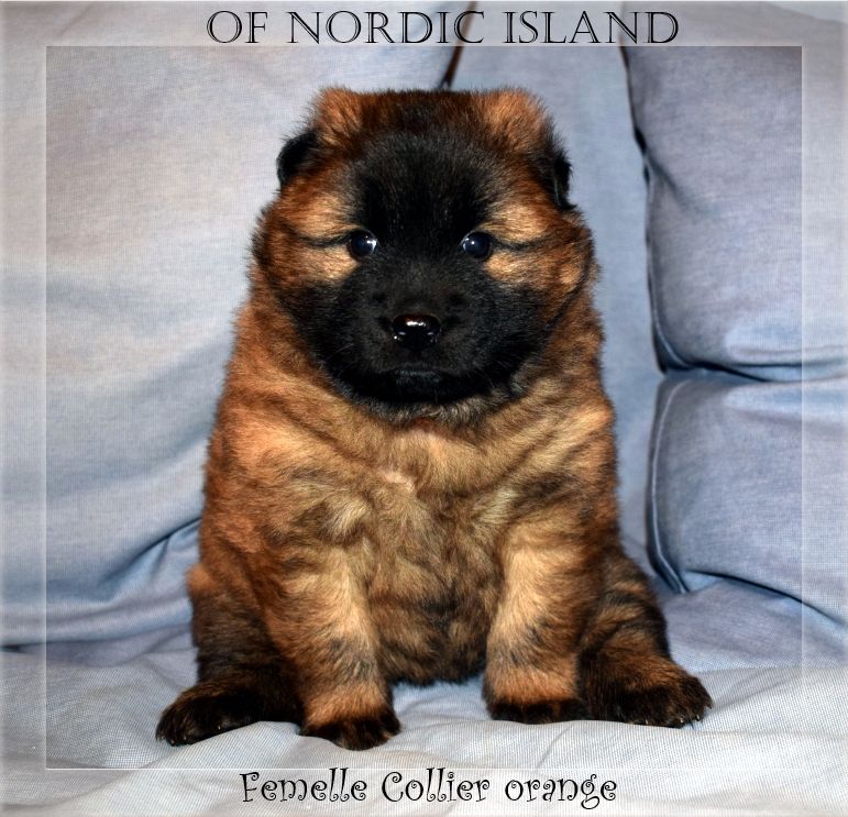 of Nordic Island - Chiot disponible  - Eurasier