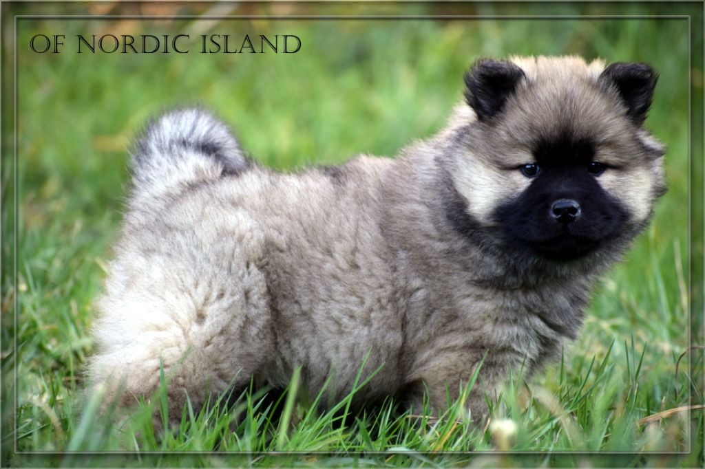 of Nordic Island - Chiot disponible  - Eurasier