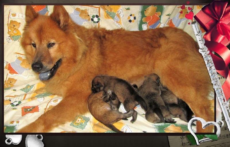 chiot Eurasier of Nordic Island