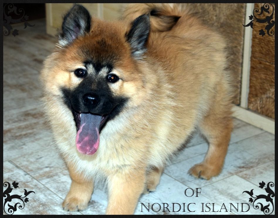 of Nordic Island - Chiot disponible  - Eurasier