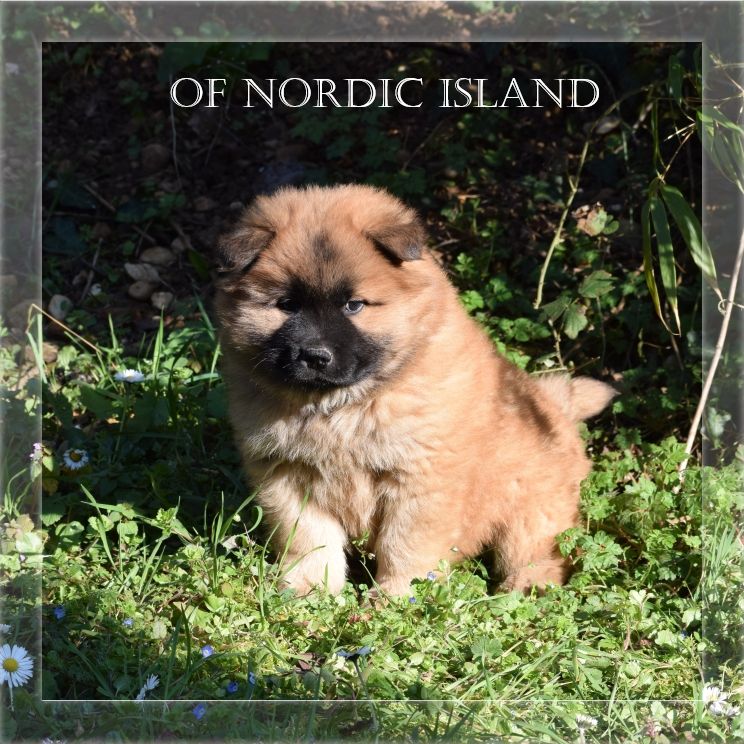 of Nordic Island - Chiot disponible  - Eurasier