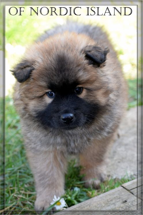 of Nordic Island - Chiot disponible  - Eurasier