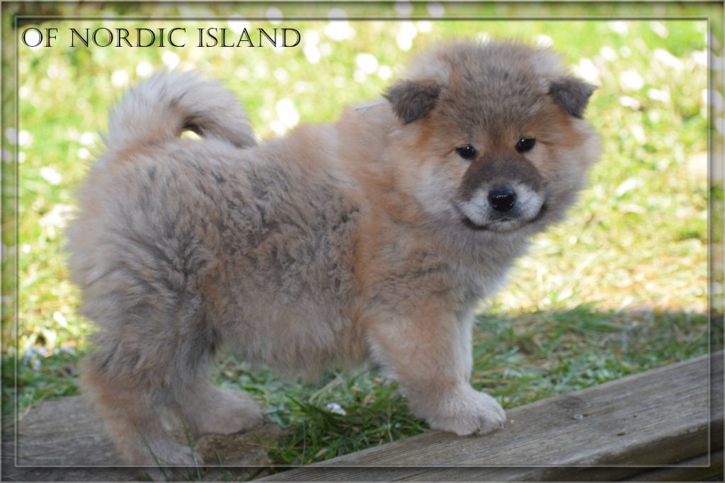 of Nordic Island - Chiot disponible  - Eurasier