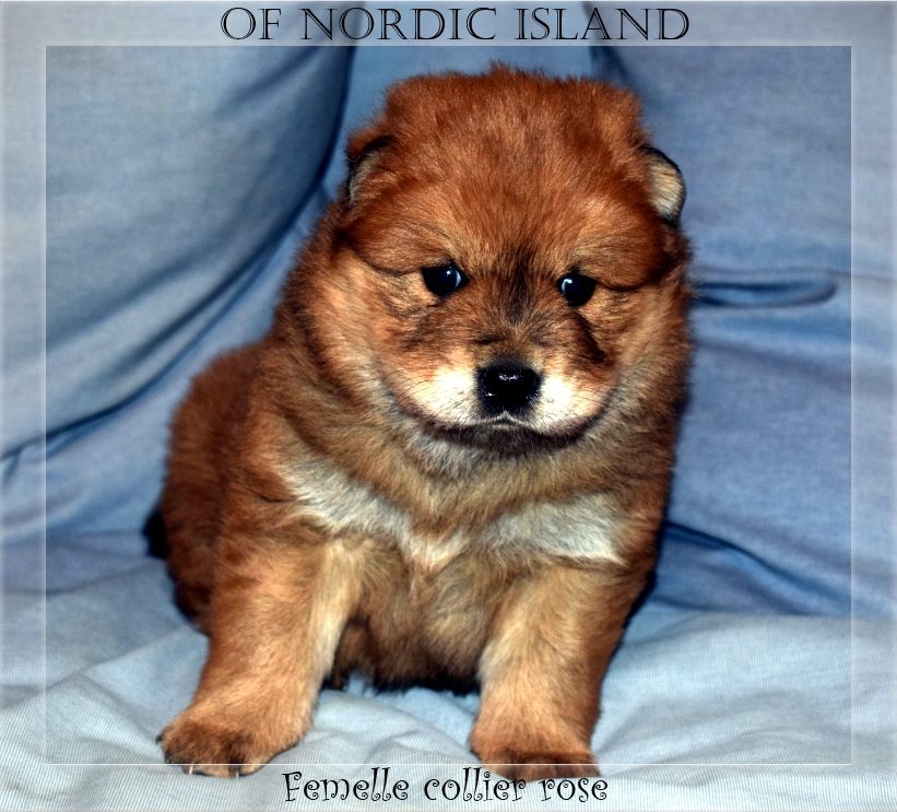 of Nordic Island - Chiot disponible  - Eurasier