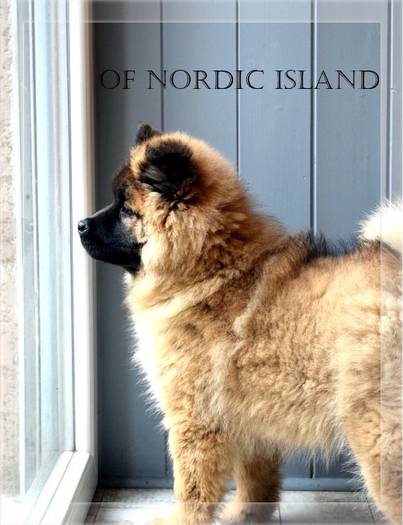 of Nordic Island - Chiot disponible  - Eurasier