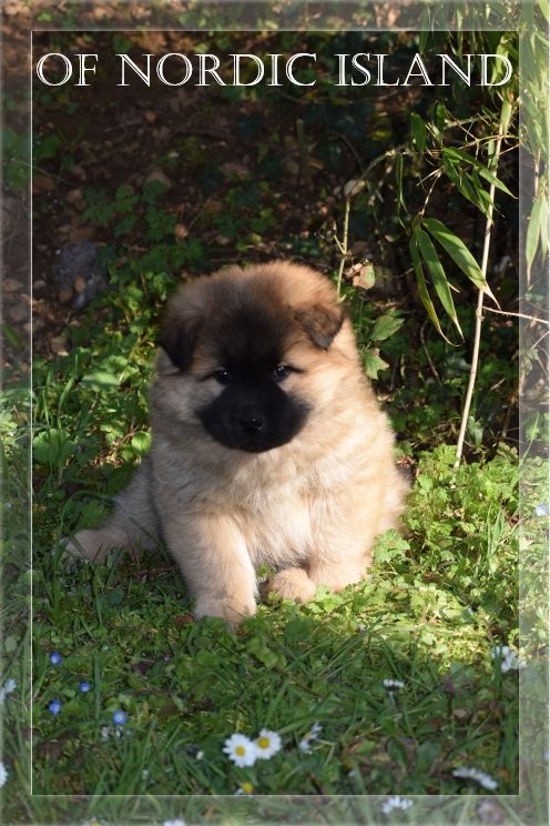 of Nordic Island - Chiot disponible  - Eurasier