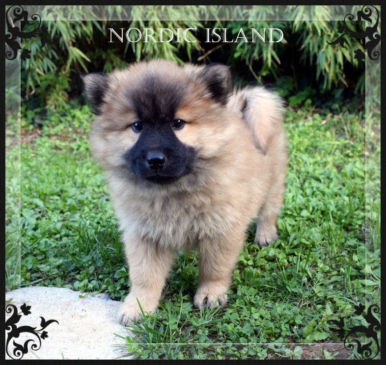of Nordic Island - Chiots disponibles - Eurasier