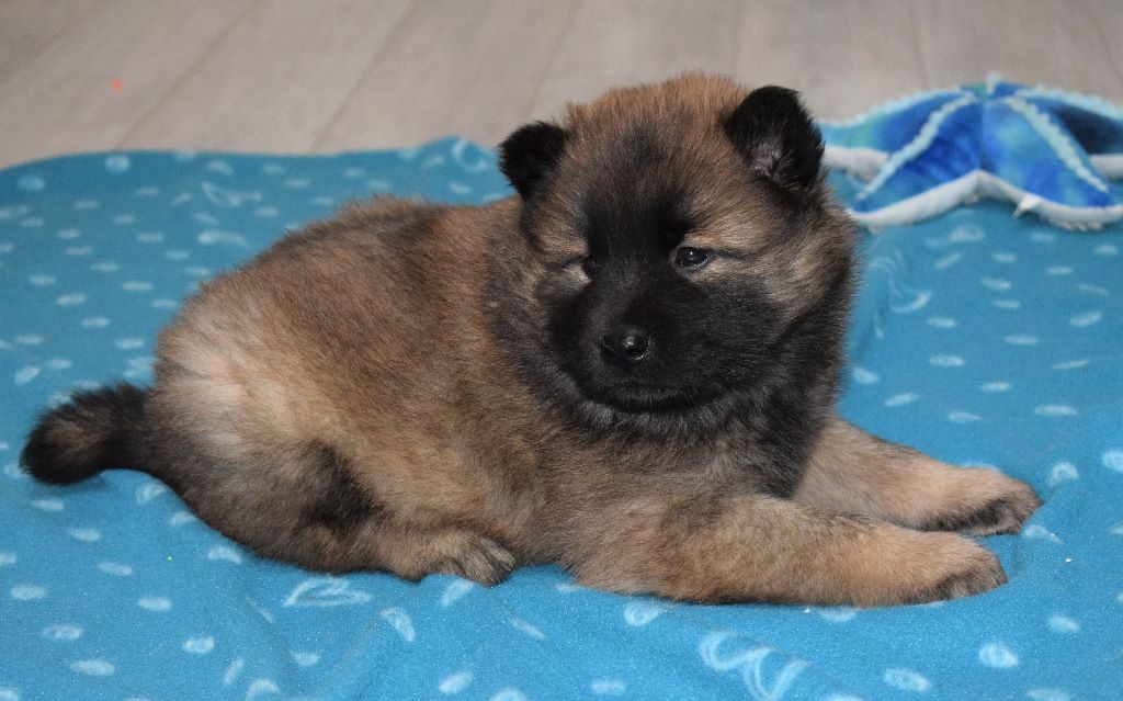 of Nordic Island - Eurasier - Portée née le 16/09/2017