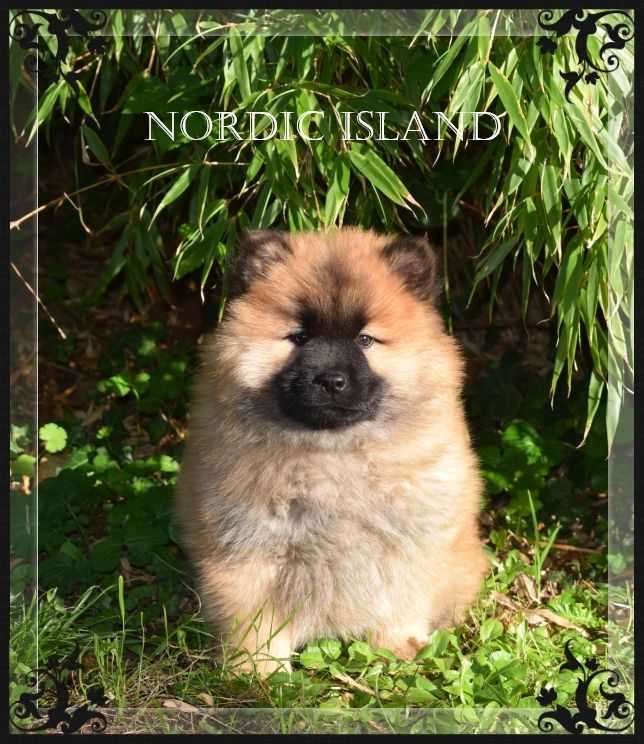 of Nordic Island - Chiots disponibles - Eurasier