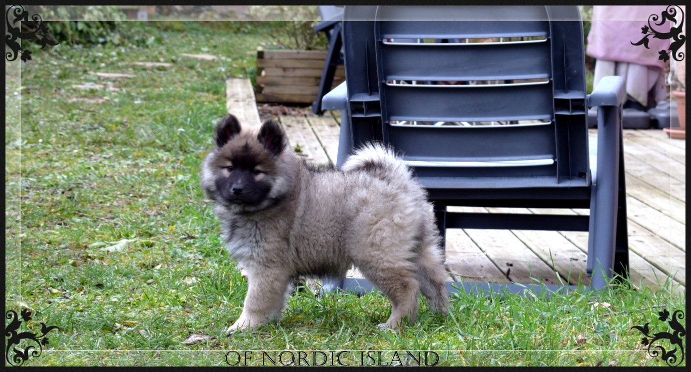 of Nordic Island - Chiots disponibles - Eurasier